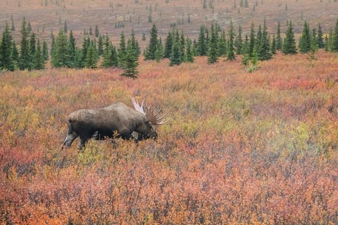 A moose with large antlers walking through orange autumn tundra, spruce trees in the background.