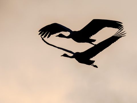 Two cranes in flight, their wings and necks forming a heart-like silhouette against a warm sky.