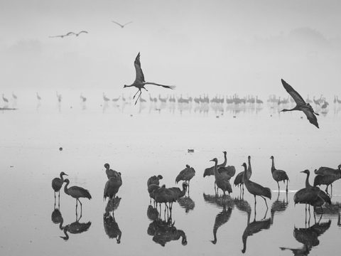 A large flock of cranes standing and flying over misty water at dawn, rendered in black and white.