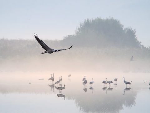 A crane flying low over misty water at dawn, with a flock of cranes standing in the shallows behind it.