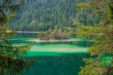 A small pine-covered island in a turquoise alpine lake, framed by overhanging pine branches.
