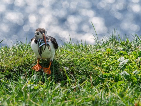 A puffin standing in grass with several small eels held crosswise in its beak.