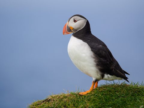 A puffin standing on a grassy cliff edge, seen in profile against a plain blue sky.