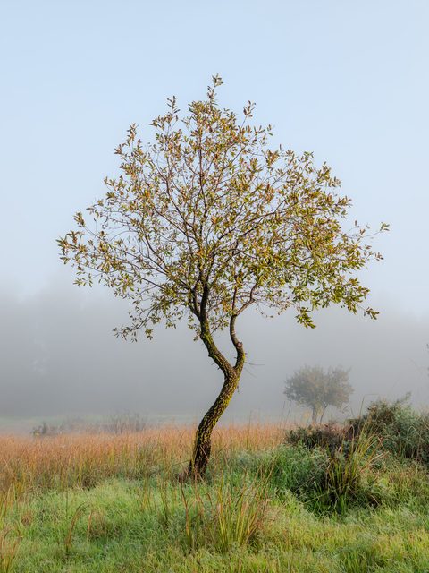 A single tree with autumn-colored leaves standing alone in a foggy field.