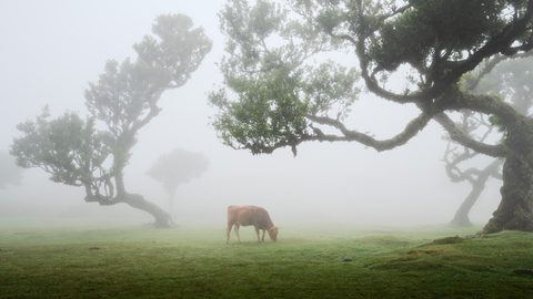 A cow grazing on a misty meadow beneath the twisted branches of ancient laurel trees.