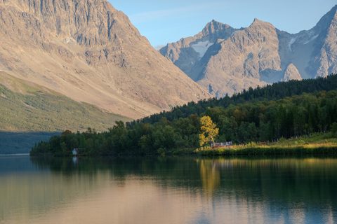 A single tree lit gold by low sun standing out against dark forest along a still lake, with bare mountain peaks rising behind.
