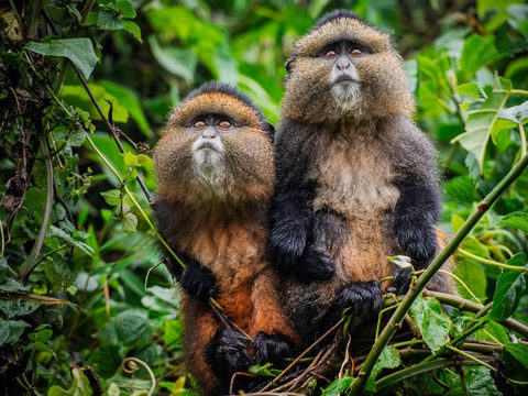 Two golden monkeys with orange and black fur perched among bamboo and leaves, looking upward.