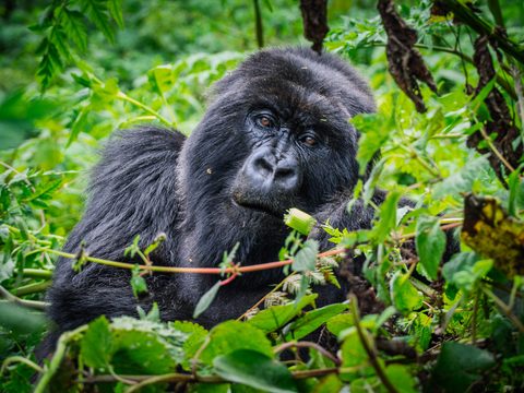 A mountain gorilla resting among dense green foliage, looking off to the side.