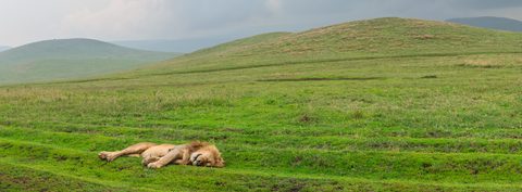 A lion lying stretched out and asleep on an open grassy plain with rolling hills behind.