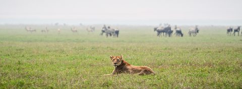 A lioness sitting alert in grassland with a herd of wildebeest and zebra grazing in the misty distance.