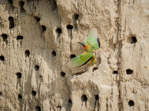 A colorful bee-eater with wings spread, hovering in front of a nesting cliff riddled with burrow holes, a bee in its beak.