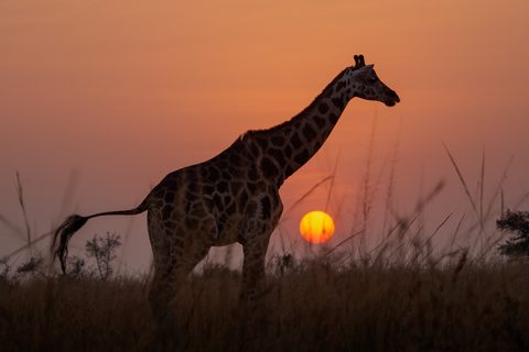 A giraffe silhouetted against a glowing orange sunrise, standing in tall grass.