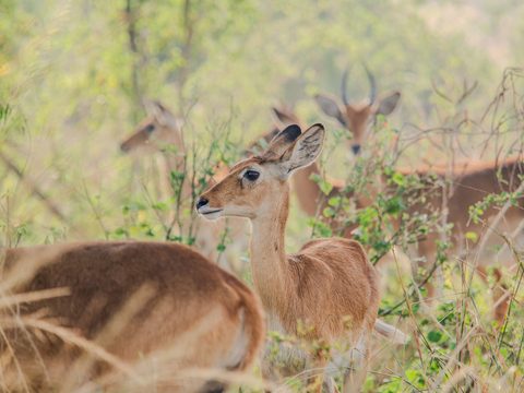 A small antelope with large ears standing alert among grass and shrubs, with more antelope blurred in the background.
