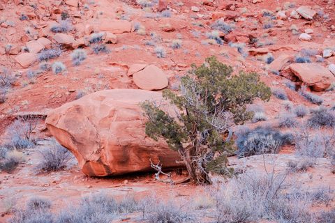 A large rounded sandstone boulder beside a juniper tree on a red rock slope.