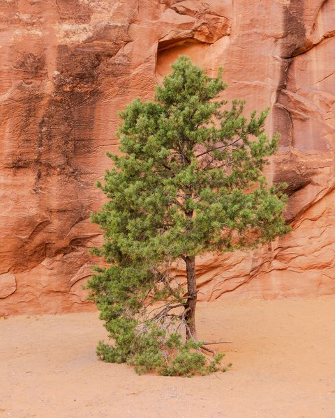 A single pine tree standing against a tall red sandstone canyon wall.